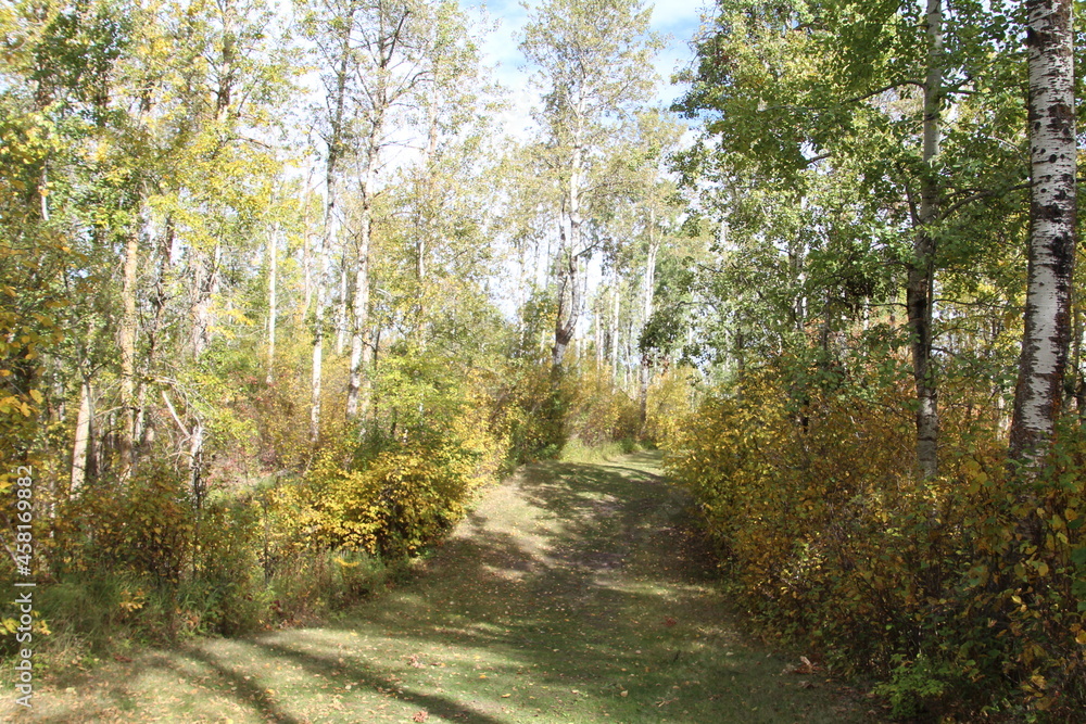 Path In The Forest, Strathcona Wilderness Centre, Alberta