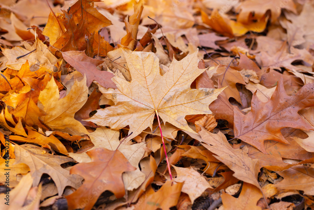 Maple leaf on the ground. Autumn. Wallpaper-screensaver. Maple leaf on the ground. Autumn. Wallpaper-screensaver.
