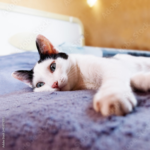Fototapeta Naklejka Na Ścianę i Meble -  domestic black and white cat with gray eyes lies on the bed. pet care. cosiness

