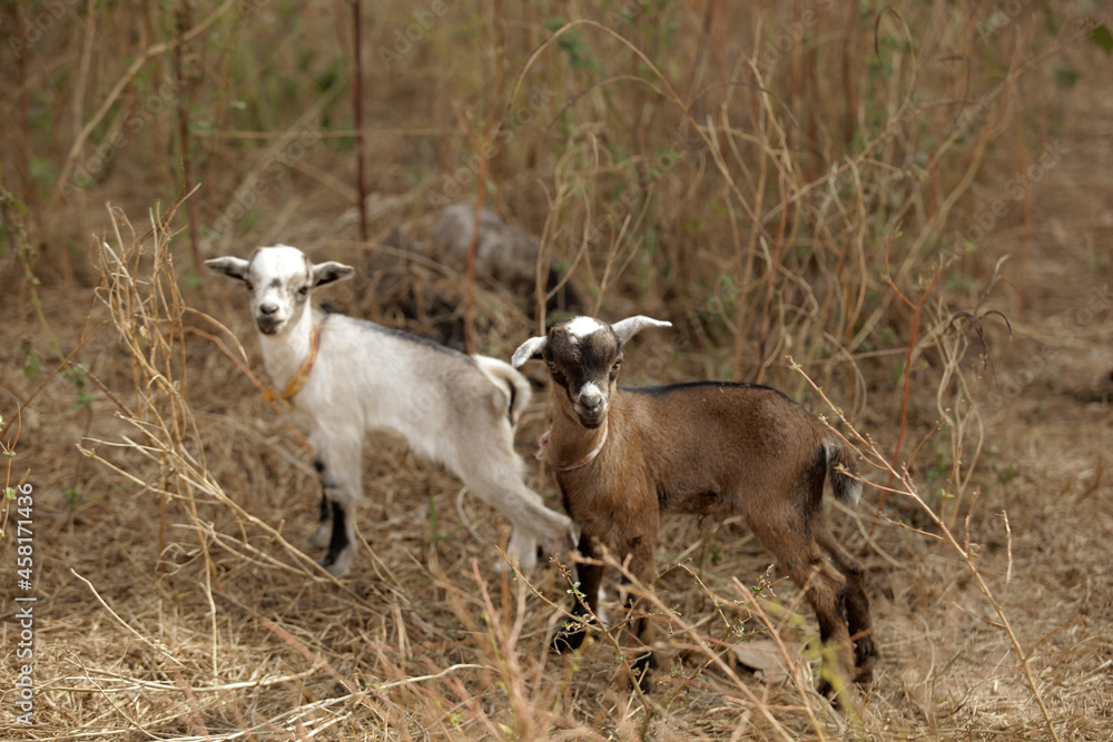 horizontal animal photography - closeup of two goat siblings, brown and white one, standing in a dried grass, outdoors on a sunny summer day in the Gambia, Africa horizontal animal photography - closeup of two goat siblings, brown and white one, standing in a dried grass, outdoors on a sunny summer day in the Gambia, Africa