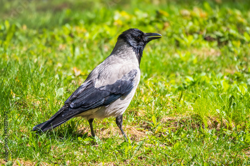 Black crow walks on green lawn. Raven on grass. Wild bird on meadow.