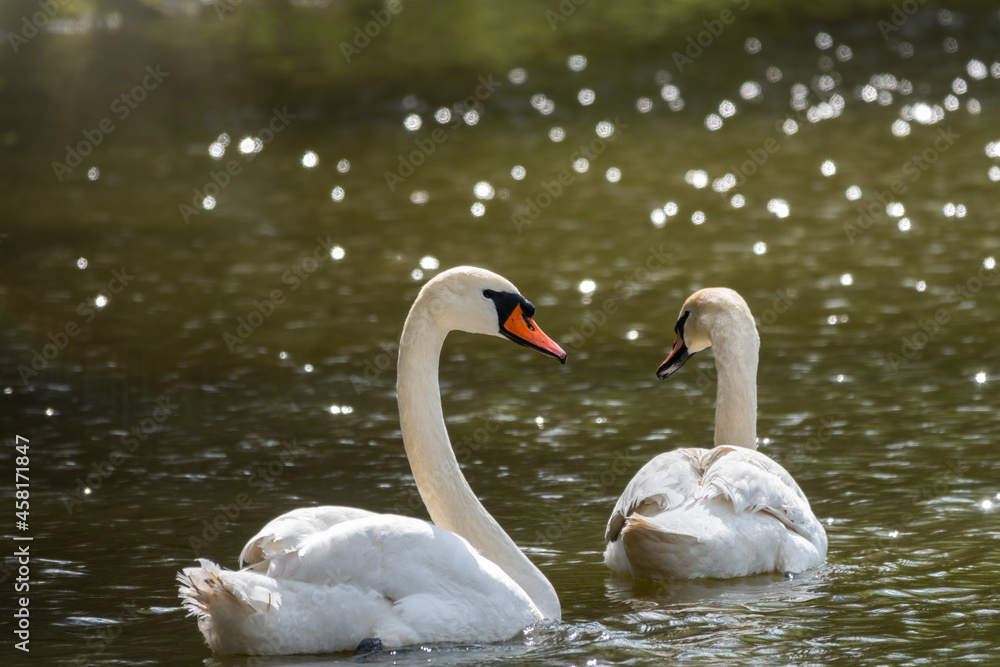 Two graceful white swans swim in the dark water. Two graceful white swans swim in the dark water.