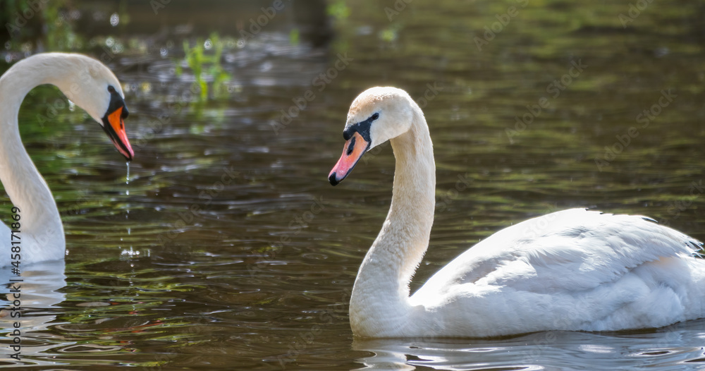 Fototapeta premium Two graceful white swans swim in the dark water.
