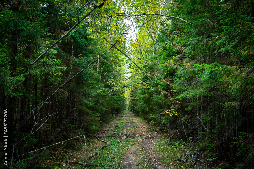 Fototapeta premium a path in a green coniferous forest in autumn