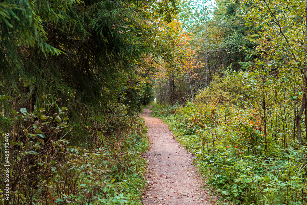 a path in a green coniferous forest in autumn