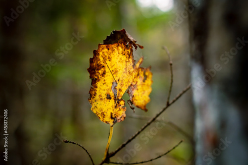 beautiful autumn sunny forest with yellow leaves