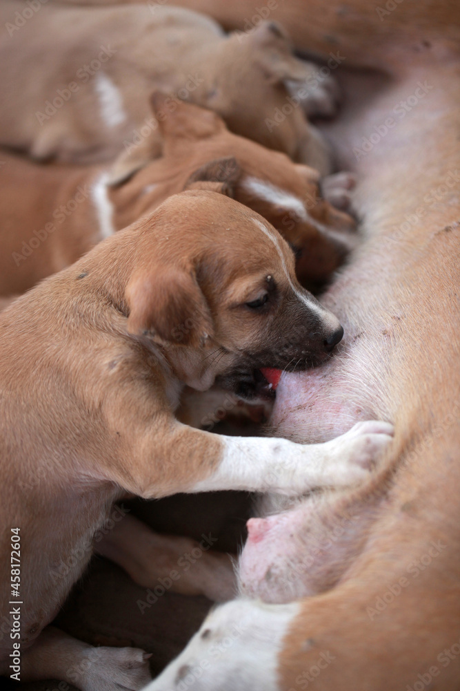 animal closeup - vertical portrait photography of a small brown and white Africanis puppies suckling milk from mothers breast, with natural light, outdoors on a sunny day in the Gambia, Africa 