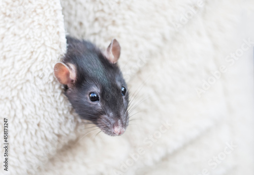a small gray rat in the pocket of a jacket with a copy of the space