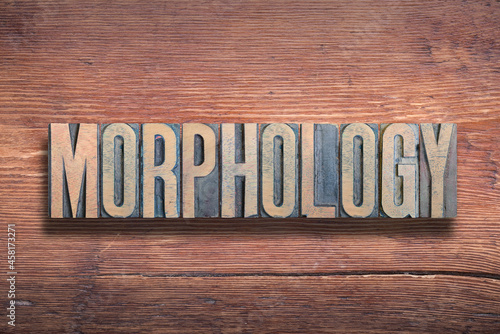 morphology word wood photo