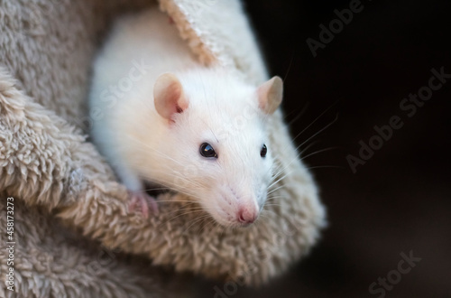 a small white rat in the pocket of a jacket with a copy of the space
