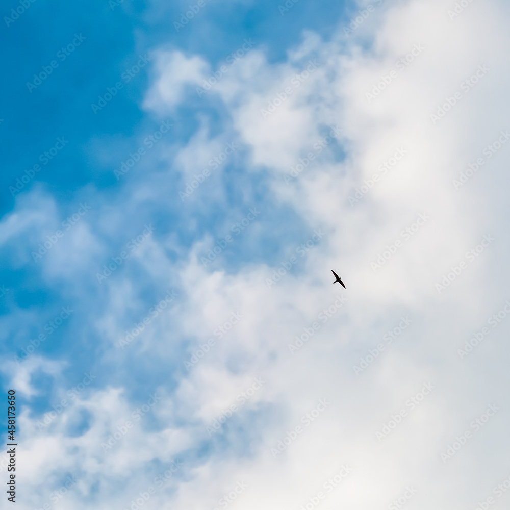 Background of blue sky with white clouds and flying wild bird