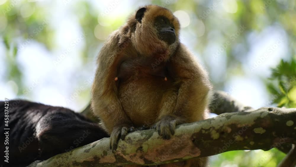 Holwer Monkey in Jungle sitting in the trees Holwer Monkey in Jungle sitting in the trees