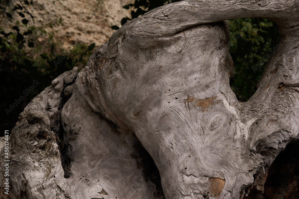 Obraz premium trunk of a tree