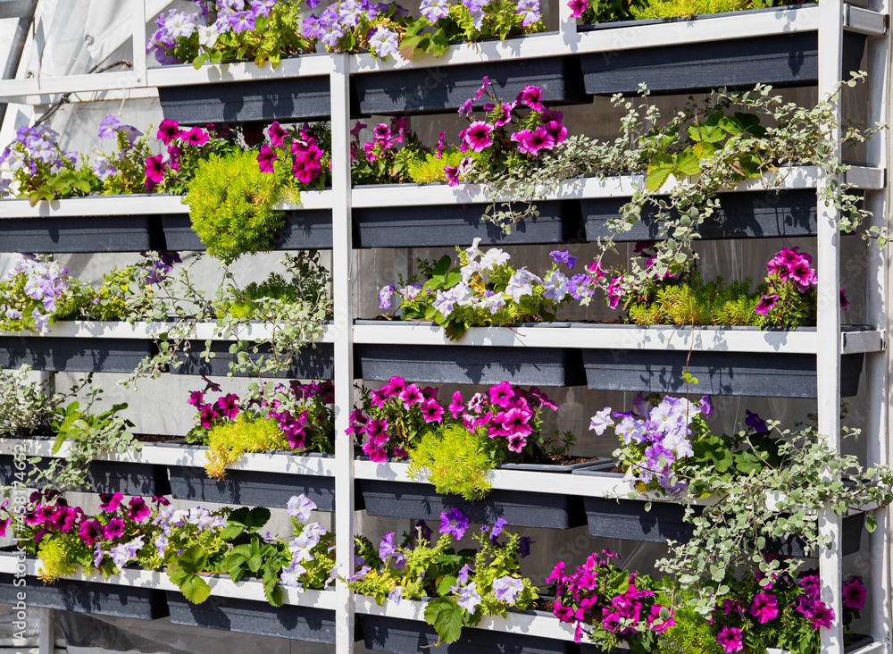 Many multicolored petunia flowers in the city on shelves, background. Outdoor
