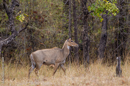 Nilgai walking towards  water hole in the Forest of the Tadoba National Park in India