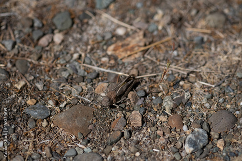 Grasshopper on the ground © Emma