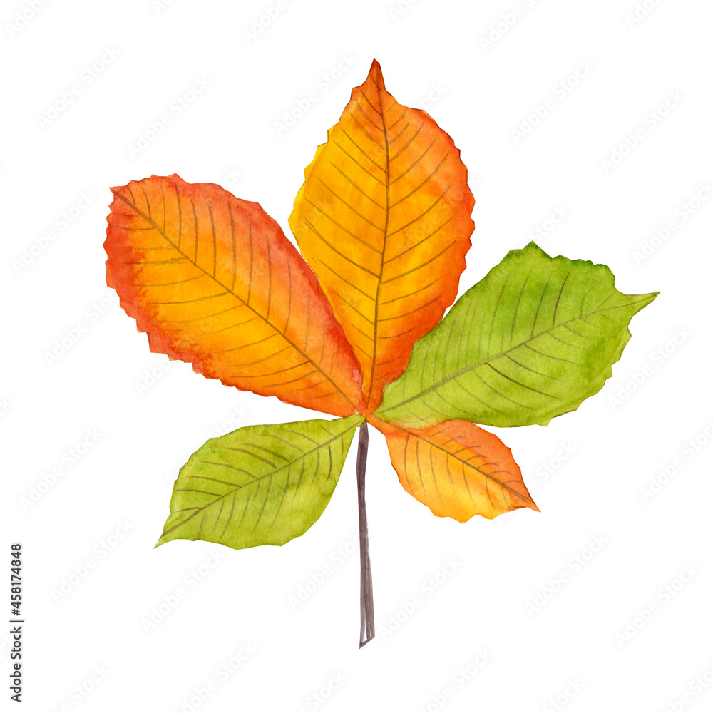 Hand-drawn chestnut leaf. The arrival of autumn, great for typography design, postcards Hand-drawn chestnut leaf. The arrival of autumn, great for typography design, postcards