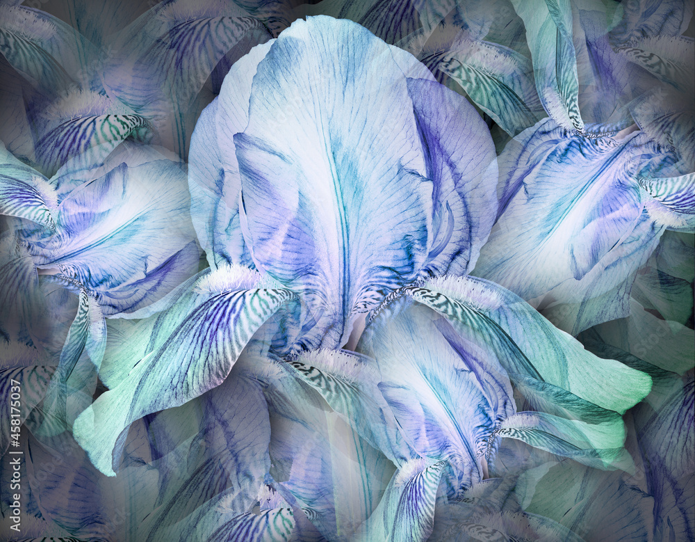 Obraz premium Flowers blue irises. Floral background. Petals irises. Close-up. Nature.