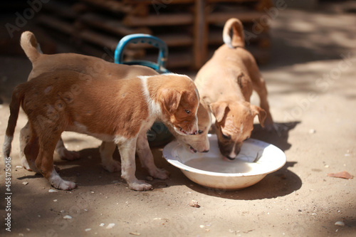 Obraz na płótnie horizontal closeup photography of a group of brown and white Africanis dog puppies, standing around a plate, drinking milk, outdoors on a sunny day in the Gambia, Africa, on a sandy ground w salonie