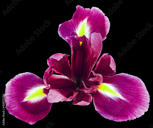 Purple iris   flower  on black isolated background with clipping path. Closeup. For design. Nature.