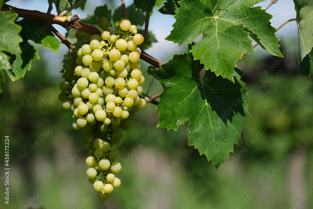 A bunch of yellow grapes on a branch. Vine of grapes in the vineyard. Italian vineyards. Harvest Italian grapes for wine. Grape berries close-up.