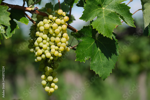 A bunch of yellow grapes on a branch. Vine of grapes in the vineyard. Italian vineyards. Harvest Italian grapes for wine. Grape berries close-up.