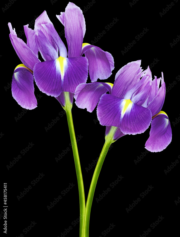 Purple irisis flowers on black isolated background with clipping path. Closeup. For design. Nature. Purple irisis flowers on black isolated background with clipping path. Closeup. For design. Nature.