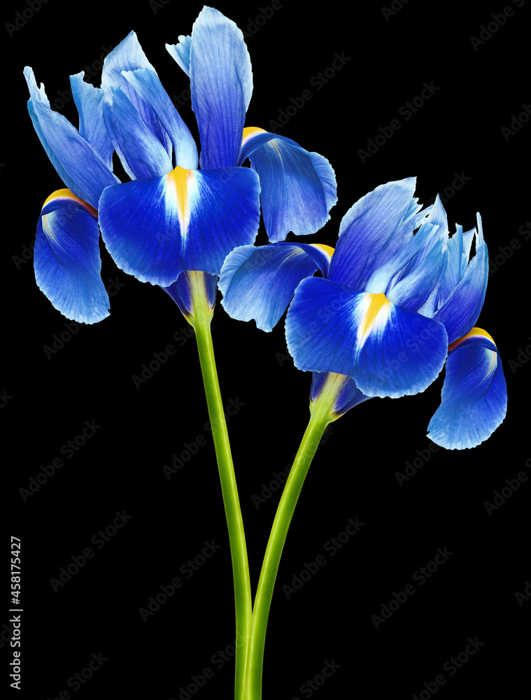 Blue irisis  flowers  on black isolated background with clipping path. Closeup. For design. Nature.