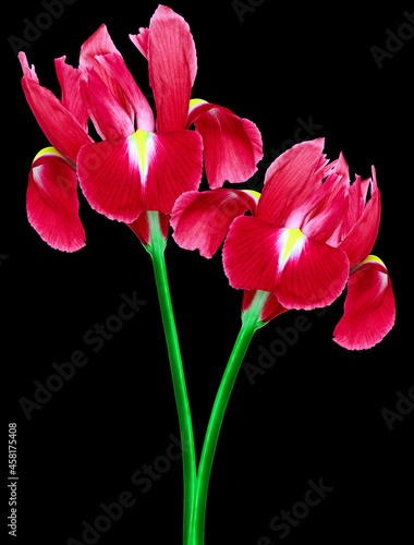 Red irisis  flowers  on black isolated background with clipping path. Closeup. For design. Nature. photo