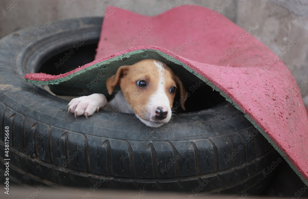 funny animal closeup - horizontal photography: portrait of a brown Africanis dog with white muzzle and paw, looking out from an old black car tire, under red and green mat, outdoors on a sunny day