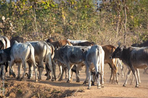Wallpaper Mural Cows in a farm. Dairy cows. Torontodigital.ca