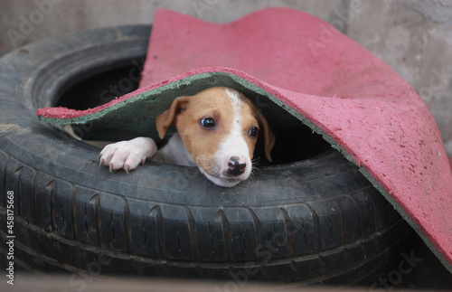 Obraz na płótnie funny animal closeup - horizontal photography: portrait of a brown Africanis dog with white muzzle and paw, looking out from an old black car tire, under red and green mat, outdoors on a sunny day w salonie