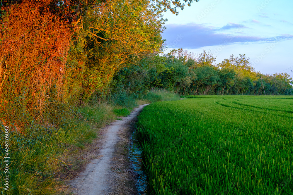 Gravel trail path surrounding a green rice field and forest on a dusk landscape