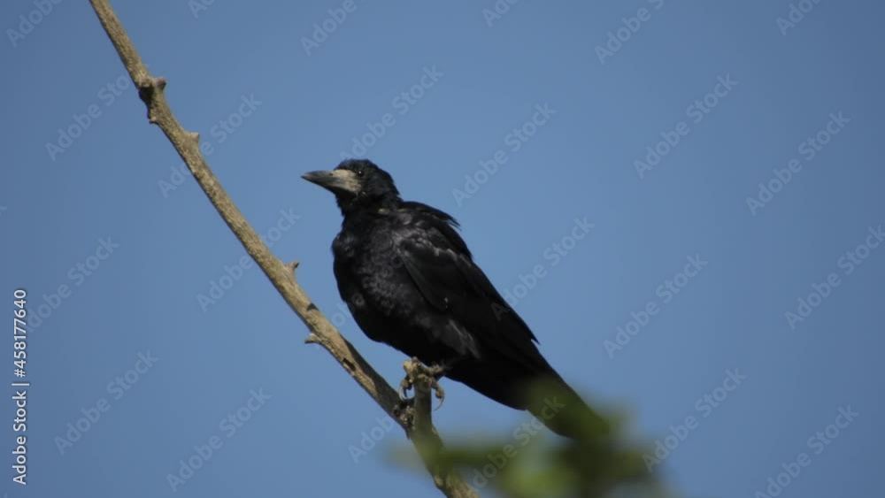 a lonely big bird - a black rook sits on a dry branch against the blue sky on a sunny day. The wind flutters the feathers. a lonely big bird - a black rook sits on a dry branch against the blue sky on a sunny day. The wind flutters the feathers.