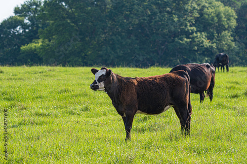 Angus crossbred heifer looking left