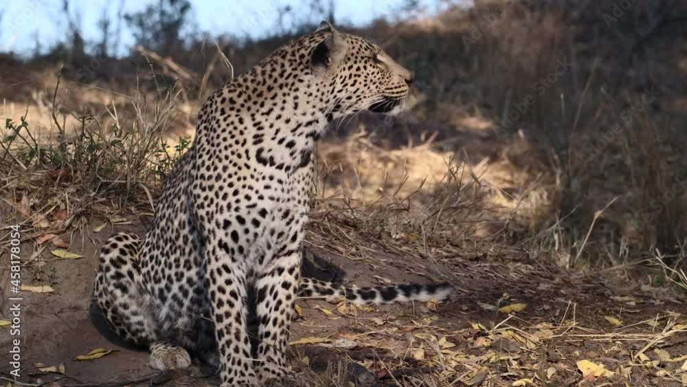 Wide shot of a female leopard sitting and looking up, Greater Kruger. Wide shot of a female leopard sitting and looking up, Greater Kruger.