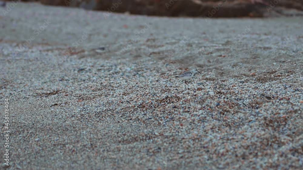 Sandpipers walking at an empty pebble beach Sandpipers walking at an empty pebble beach