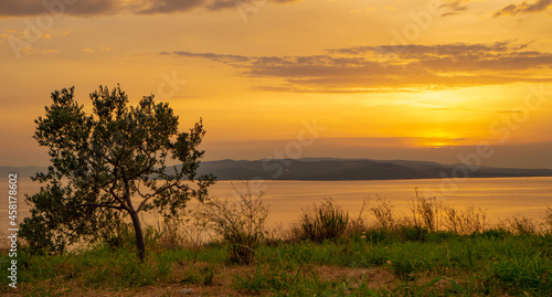 Olive tree in golden sunset