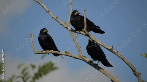 Three large birds - black rooks - sit on a dry branch against the blue sky on a sunny day. The wind flutters the feathers. photo