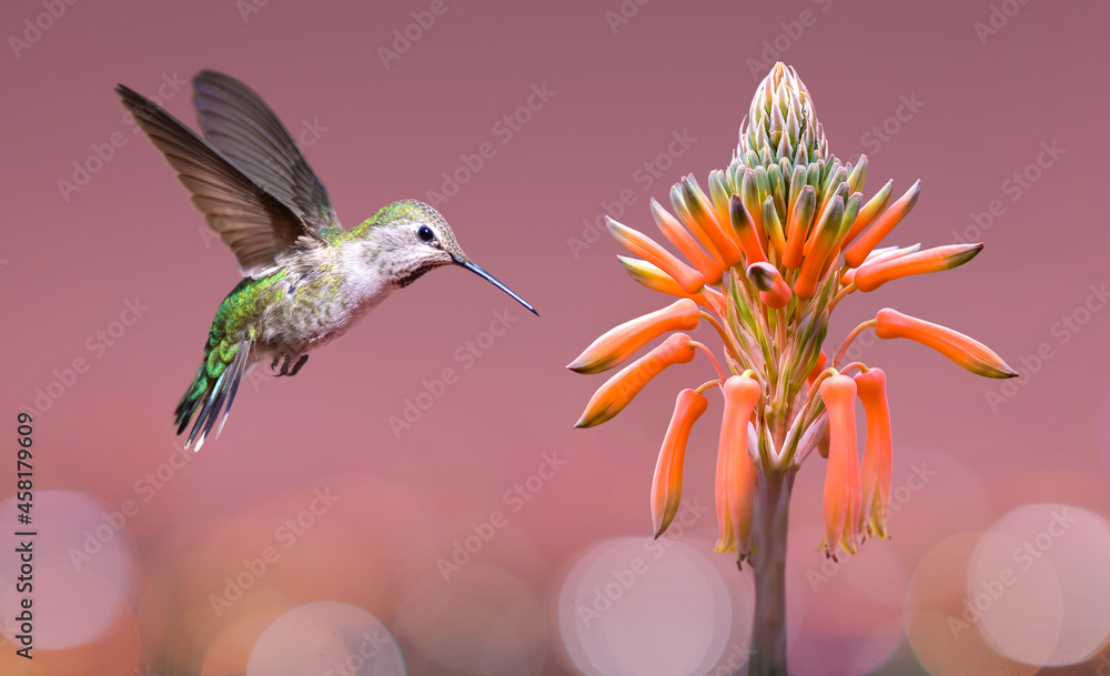 Obraz premium Hummingbird hovering close to Aloe Vera Plant