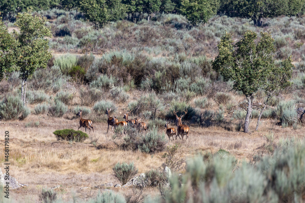 Males and females of common or european deer during the bellowing. Cervus elaphus. Males and females of common or european deer during the bellowing. Cervus elaphus.