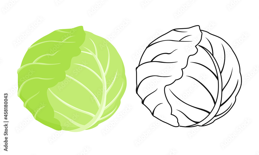 Cabbage color cartoon illustration and outline. Vector green vegetable  icon. Stock Vector | Adobe Stock