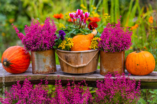 Autumn garden decorations. Pumpkins and heathers on a wooden bench in the garden.