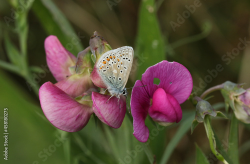 A Common Blue Butterfly, Polyommatus icarus, resting on a flowering Wild Sweet Pea, Lathyrus vestitus,.	 photo