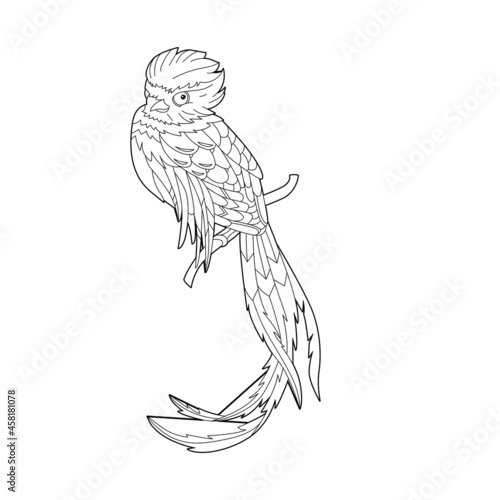 Contour linear illustration for coloring book with decorative pretty quetzal. Beautiful cute bird,  anti stress picture. Line art design for adult or kids  in zen-tangle style, tatoo and coloring page