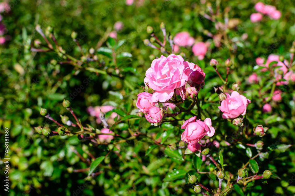 Large bush with many delicate fresh vivid pink magenta roses and green leaves in a garden in a sunny summer day, beautiful outdoor floral background photographed with soft focus. Large bush with many delicate fresh vivid pink magenta roses and green leaves in a garden in a sunny summer day, beautiful outdoor floral background photographed with soft focus.