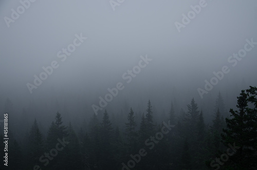 Foggy forest © Alexandr