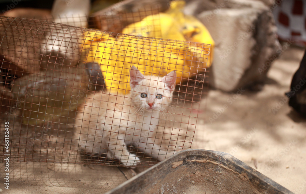 animal closeup - horizontal photography of a small white and red small cat sitting inside a roll of metal net on a sand, outdoors on a sunny day in the Gambia, Africa