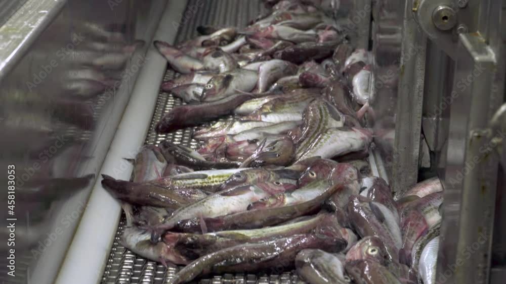 Vidéo Stock Fish factory on a fishing vessel. Closeup. Freshly caught