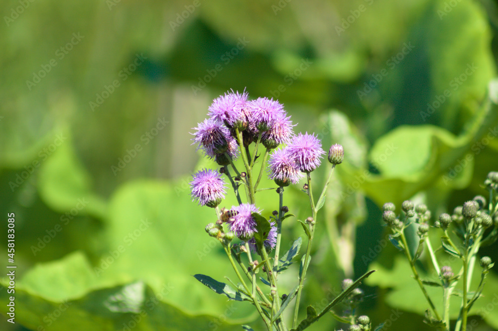 Creeping thistle flowers in bloom closeup view with selective focus in foreground Creeping thistle flowers in bloom closeup view with selective focus in foreground